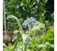 15 pezzi semi di borraja perenne - in balcone, da ospite semi perenne, resistenti all'inverno