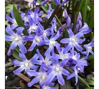 15 pz semi di neve splendente, biologici rialzata resistenti per il pieno sole all'esterno