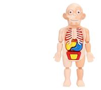 15 pz/set giocattoli Montessori educazione scientifica per bambini modello di anatomia dell'organo del corpo umano giocattoli medici assemblati fai da te strumenti didattici