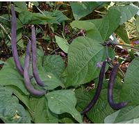 15 Royalty Viola Pod Greenpod Bush Bean Seeds - Non-GMO Orto:Seeds:packing seeds only