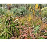 15 semi di Aloe rabaiensis, Seeds Grasse And Succulents Seeds ONLY