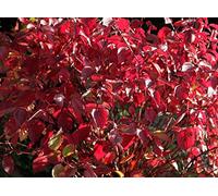 15 Semi di Cornus Alba (Corniolo)