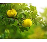 15 Semi di Cotogna - albero da frutto mela cotogna- semi contadini riproducibili - SemiWild