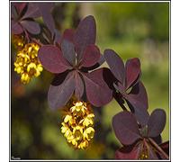 15 Semi di Crespino Rosso (Berberis thunbergii)