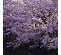 15 semi di fiori di ciliegio giapponesi (Sakura)