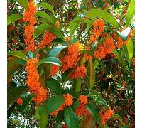 15 Semi di Osmanthus Fragrans (Oliva Fragrante del Tè)