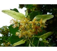 15 Semi di Tilia platyphyllos (Tiglio)