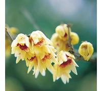 15 Semi - Fragrante Wintersweet arbusto, Chimonanthus praecox, semi (Appariscente inverno Bloom) Seeds ONLY