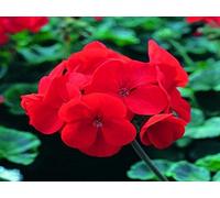 15 Semi - Geranium Saturn Scarlet Fuoco Seeds ONLY