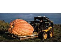 15 SEMI ZUCCA GIGANTE