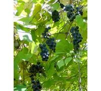 15 Semillas De Vid Los Shores (Vitis Riparia) H462 Riverbank Grape Seeds : Package Contains seeds