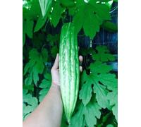 15 Zucca Melone Amaro Bio Ampalaya 2017 Mezza Freschi Dal Mio Giardino