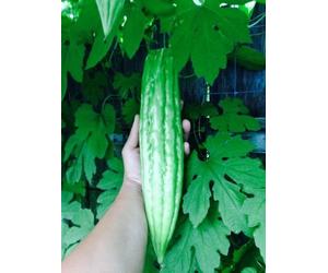 15 Zucca Melone Amaro Bio Ampalaya 2017 Mezza Freschi Dal Mio Giardino