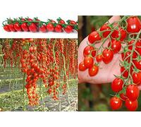 150: 150-50 Semi Semi Pomodoro perino è più dolce Pachino a Pomodoro Korn Seeds ONLY