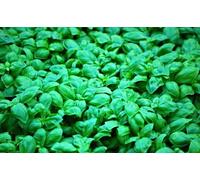 150 Basil Ligure Prà Seeds Biologico"Outsize And Selected" Orto Seeds ONLY
