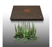 150 grain di Fleurs à semer - Le Grenier d'Abondance - PLANTAIN Corne de Cerf - Plantago coronopus