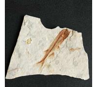 150 Million Anni Ago Western Liaoning Cina Vero Lycoptera Fossil Esemplare UK