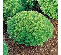 150 NANI semi di basilico GRECO 2018:Seeds