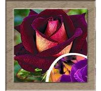 150 PCS Germany Rose Seeds Rare Chocolate The Rose Love Rose Seed Planting Roses 5 Colors Optional:Seeds : Package Contains seeds