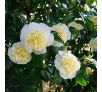 150 pezzi semi camelia - semi di prato giardino resistenti, Decorazione giardino interno piccolo per le donne