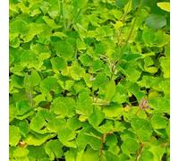 150 pezzi Semi di acquatica - da balcone resistenti decorazione perenne resistenti, tetti verdi