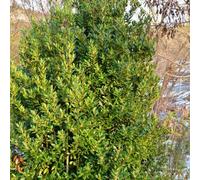 150 pezzi semi di alloro - Le di giardino sono resistenti semi di giardino al, resistenti esotici,