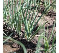 150 pezzi semi di cebolletta perenne semi insalate di giardino Cebolle resistenti primavera per giardino, interno cebolla tierna