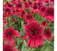 150 pezzi Semi di equinacea perenne semi di selvatica perenne, equinacea, giardino resistente, tetti verdi,