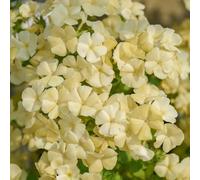 150 pezzi semi di flox che coprono il suolo - prato giardino di semi perenni resistenti, prato