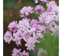 150 pezzi semi di magnolia - giardino resistente semi decorazione giardino per uomini, sono resistenti