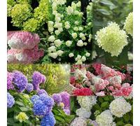 150 pezzi semi di ortensia panna - giardino balcone semi di ortensia, piccolo per donne, giardino perenne