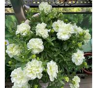 150 pezzi semi di petunia - sul balcone, copertura del suolo resistente, semi di prato, resistenti