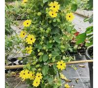 150 pezzi semi resistenti di susanne occhi neri - balcone resistente all'inverno per balconi per giardino tetti verdi