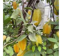 150 Pz Semi Di Frutti Stellati, Semi Di Frutta Piante Esotiche Resistenti Semi Dell'Albero Della Carambola - Averrhoa Carambola - Semi Biologici Frutta Fresca Piante Decorative Di