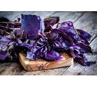150 semi di basilico viola - pianta aromatica - semi di contadini riproducibili - semina
