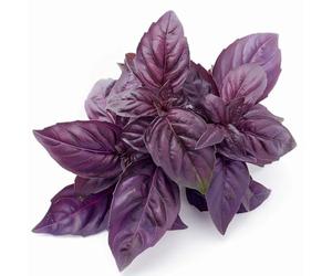 150 Semi di Basilico Viola - SemiSelvaggio Permacultura