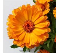150 Semi di calendule - SemiSelvaggio Permacultura
