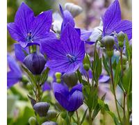 150 Semi di Campanuli a fiore grande (Platycodon grandiflorus azul) Campana cinese