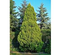 150 semi di cipresso di Lawson (Chamaecyparis lawsoniana)