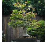 150 Semi di faggio europeo - da balcone semi esotici, giardino resistenti, letto sollevato per balcone ornamentale resistente, piccolo