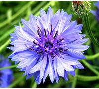 150 Semi di Fiordaliso (Centaurea cyanus)