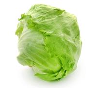 150 Semi di Lattuga Iceberg - SemiSelvaggio Permacultura