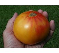 150 Semi di Old German pomodoro Seeds ONLY