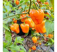 150+ Semi di peperoncino Habanero arancione per piantare, semi di pianta di peperoncino Habanero piccante ereditario per orto domestico, un ottimo regalo per giardinieri