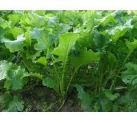 150 SEMI DI RAPA A FOGLIE SENZA TESTA Seeds ONLY