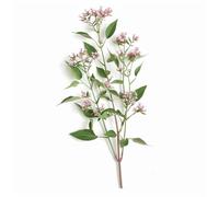 150 Semi di Valeriana Officinale - SemiSelvaggio Permacultura