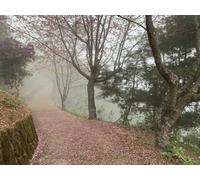 1500 Pezzi di Puzzle per Il Regalo di Giocattoli Educativi per Adolescenti - Alberi del percorso 87x57cm