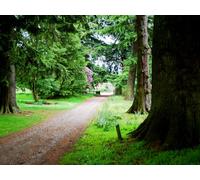 1500 Pezzi di Puzzle per Il Regalo di Giocattoli educativi per Adolescenti - Alberi viale scala 87x57cm