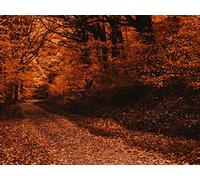 1500 Pezzi di Puzzle per Il Regalo di Giocattoli Educativi per Adolescenti - foreste sentiero autunno 87x57cm