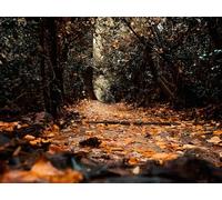 1500 Pezzi di Puzzle per Il Regalo di Giocattoli Educativi per Adolescenti - Percorso fogliame alberi 87x57cm